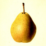 Buffum Pear