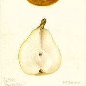 Lucrative Pear
