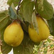 Rea's Mammoth Quince