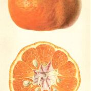 Manurco Tangerine